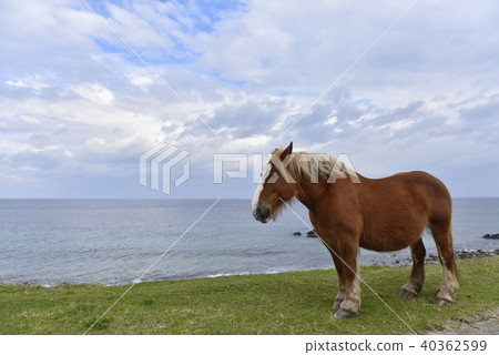 Shimokita cold horse 40362599