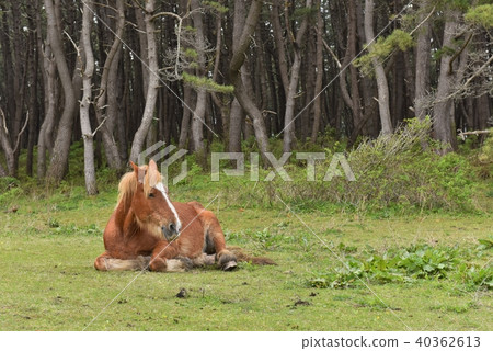 Shimokita cold horse 40362613