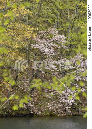 十和田湖的春天 十和田湖的春天 40362633