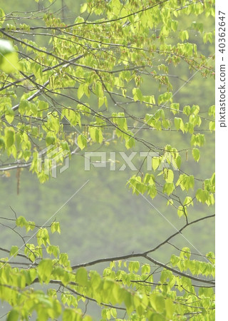 Spring of Hakkoda 40362647