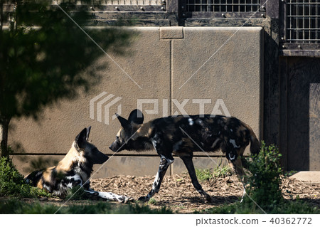 African wild dog 40362772