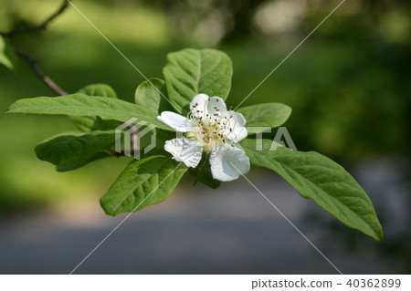 Common medlar 40362899