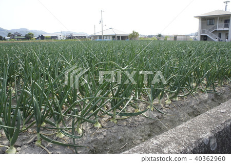 Onion field Onion field 40362960