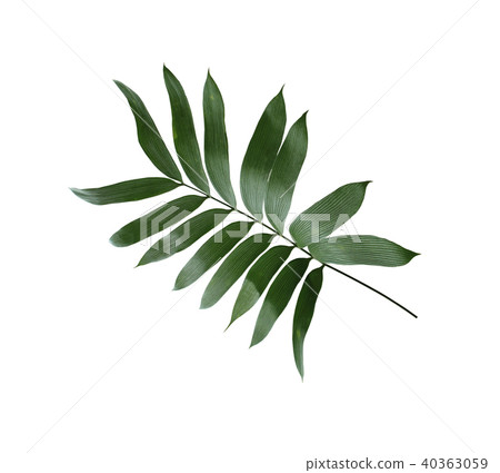 green palm leaf isolated on white background green palm leaf isolated on white background 40363059