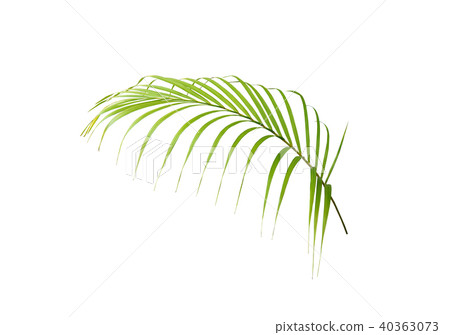 green palm leaf on white background green palm leaf on white background 40363073