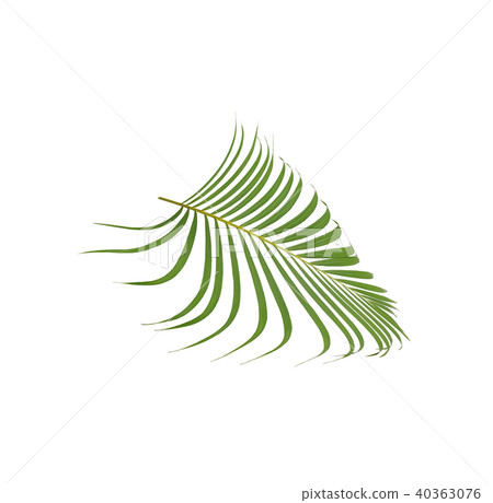 green palm leaf on white background 40363076