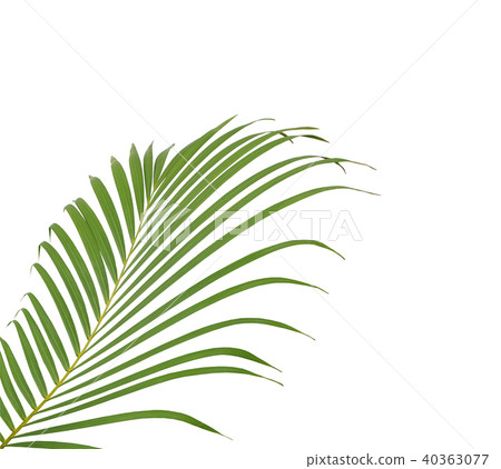 green palm leaf on white background 40363077