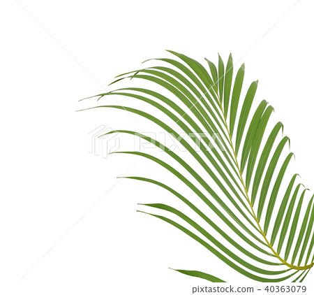 green palm leaf on white background green palm leaf on white background 40363079