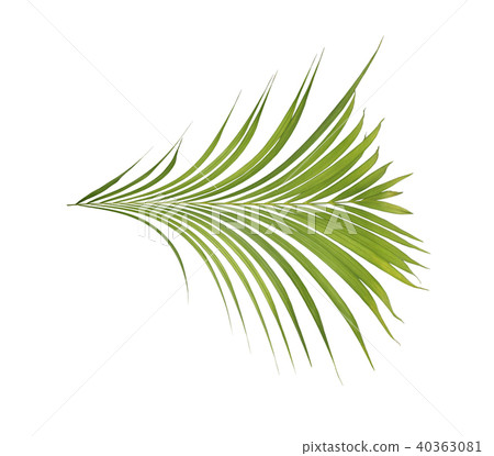 green palm leaf on white background green palm leaf on white background 40363081