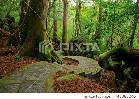 屋久島Yakusugi陸地長廊在春天 40363240