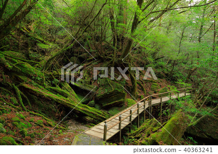 Yakushima Yakusugi land promenade in spring Yakushima Yakusugi land promenade in spring 40363241