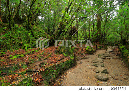 春天屋久島Shiratani雲水峽谷Kusugawa人行道的Mossed山徑 春天屋久島Shiratani雲水峽谷Kusugawa人行道的Mossed山徑 40363254