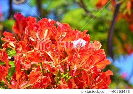 Taiwan Tainan phoenix flower award flower season flower Hououboku flame tree 40363478