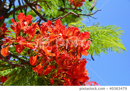 台灣台南鳳凰花獎花季節花hookukuboku火焰樹 40363479