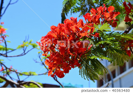 台灣台南鳳凰花獎花季節花hookukuboku火焰樹 40363480