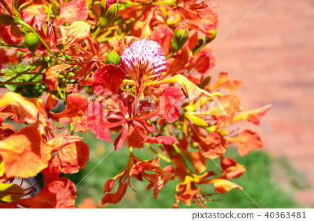 台灣台南鳳凰花獎花季節花hookukuboku火焰樹 40363481