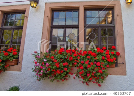 Window flowers 40363707