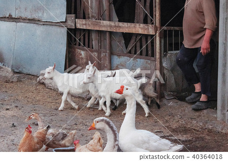 Goats and poultry with a shepherd 40364018