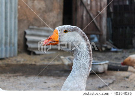 Domestic grey goose close-up on the farm 40364026