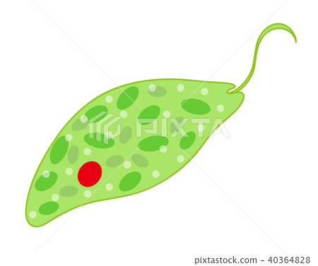 Euglena Midorimusi Euglena Midorimusi 40364828