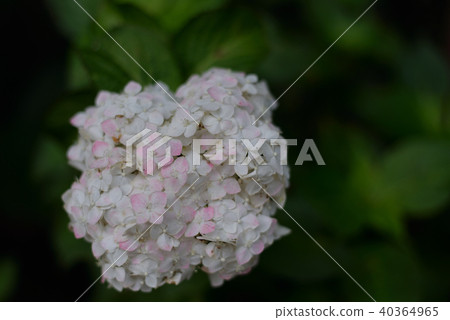 Hydrangea Hydrangea 40364965