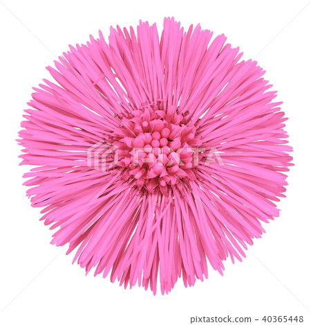 Flower  pink  Tussilago farfara  isolated on white 40365448