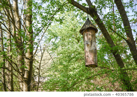 Ancient hive hanging on the tree 40365786