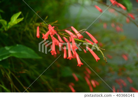 Hana herring 40366141