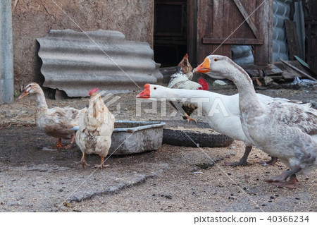 Goose chase other birds from the feeder 40366234