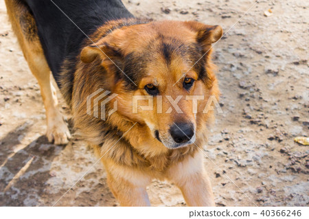 Dog close-up on the ground Dog close-up on the ground 40366246