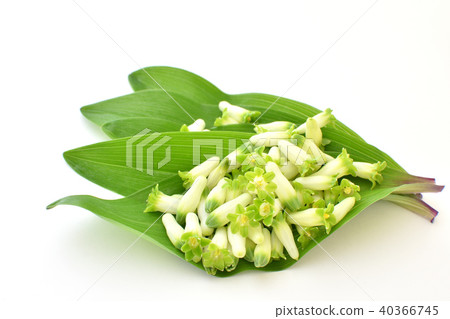 Amadokoro葉子和花 40366745