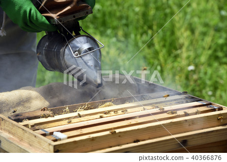 Honey harvest 40366876