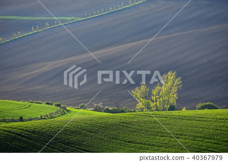 Moravian Tuscany spring landscape. Czech Republic  40367979