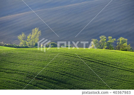 Moravian Tuscany spring landscape. Czech Republic Moravian Tuscany spring landscape. Czech Republic 40367983