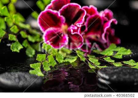 spa concept of geranium flower and green leaves spa concept of geranium flower and green leaves 40368502