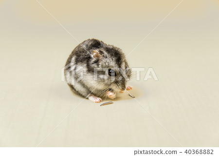 Hamster gray Siberian on a yellow background. eats Hamster gray Siberian on a yellow background. eats 40368882