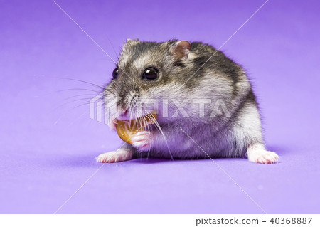 Hamster gray Siberian on a Lilac Blue background.  40368887