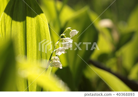 Lily of the valley in the forest 40368893