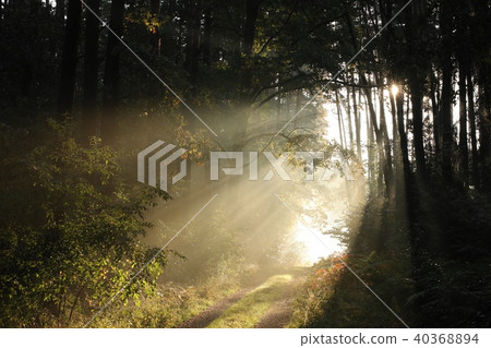 Country road through the forest at dawn Country road through the forest at dawn 40368894