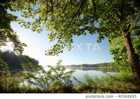 Oak at the edge of a lake on a spring morning Oak at the edge of a lake on a spring morning 40368895