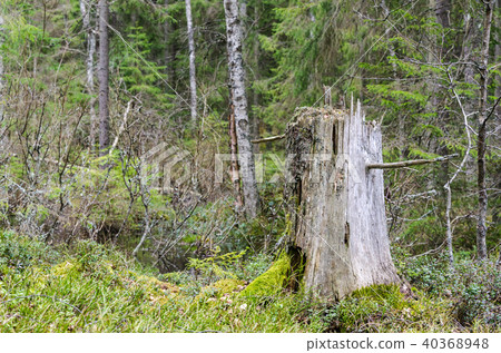 Old weathered tree stump Old weathered tree stump 40368948