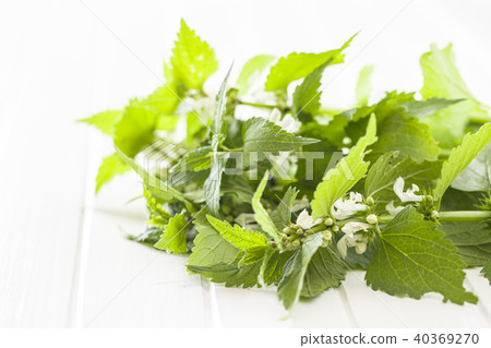 White dead nettle White dead nettle 40369270