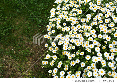 White flowers on the green grass background in the park 40369393