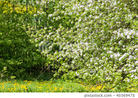 Apple Tree Blossoming in the Garden. Apple Tree Blossoming in the Garden. 40369478
