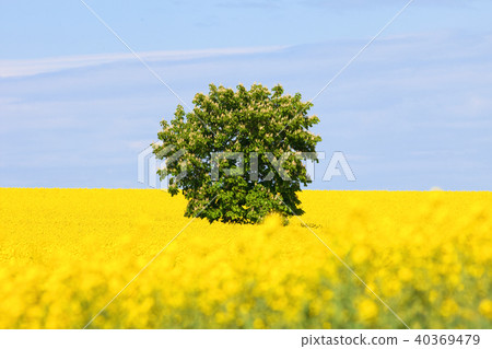 Lone tree in a Field of Rape. Lone tree in a Field of Rape. 40369479