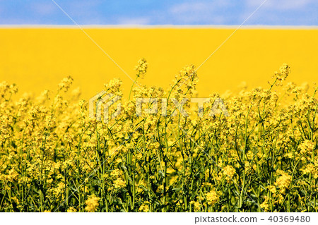 Field of Yellow Rape in Spring and Blue Sky. Field of Yellow Rape in Spring and Blue Sky. 40369480