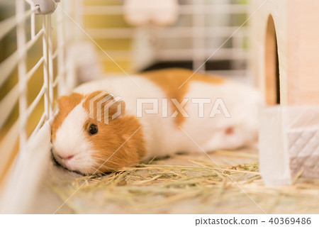 Guinea pig best sale lying down