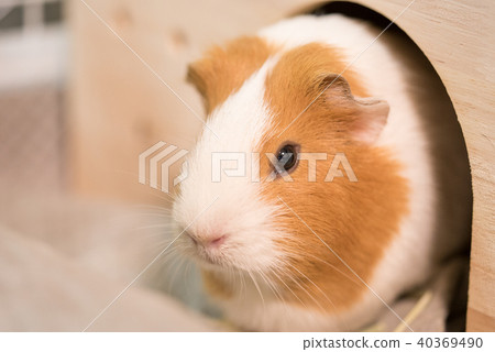 Guinea pig Guinea pig 40369490