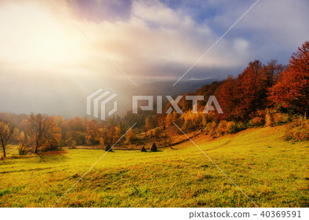 birch forest in sunny afternoon while autumn season  40369591
