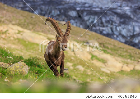 Ibex, Range of Mont Blanc, France Ibex, Range of Mont Blanc, France 40369849